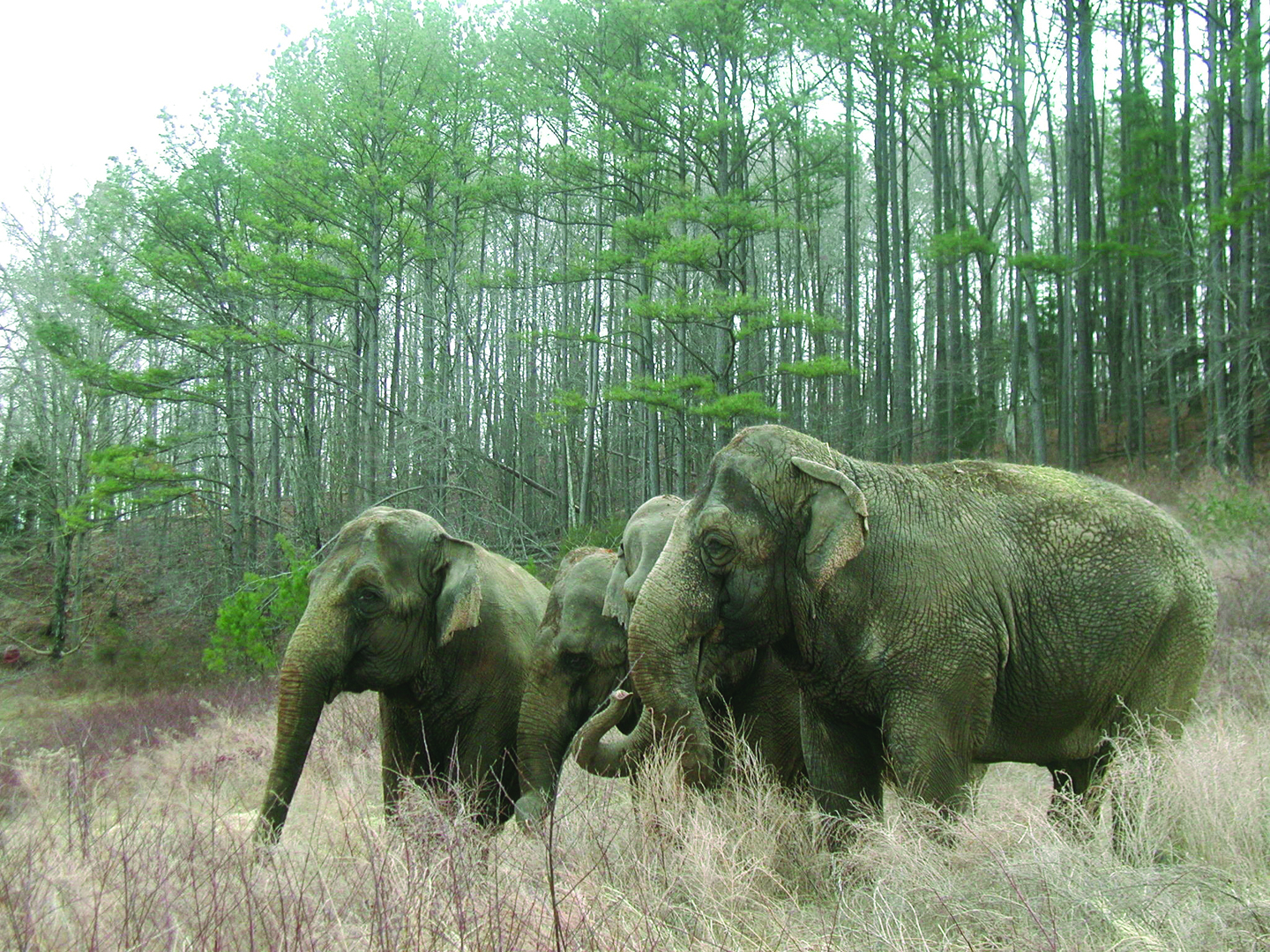 History The Elephant Sanctuary in Tennessee